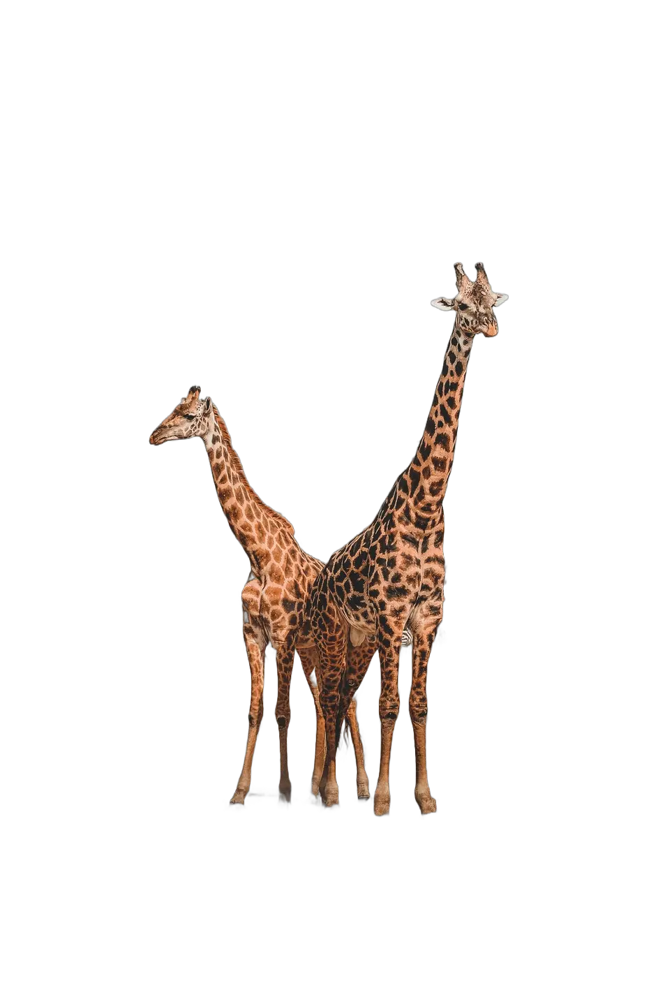 Background removed result using RMBG-1.4